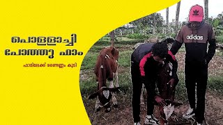 Pollachi pothu farm| നമ്മുടെ ഫാർമിലെ പുതിയ പശു കുട്ടികൾ | ajmal. Ahsan k