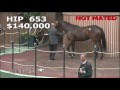 2016 January Horses of All Age Sale: Hip 653 - VERACITY