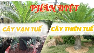 Phân Biệt Cây Vạn Tuế Và Cây Thiên Tuế - Ý Nghĩa Phong Thủy Của Cây Vạn Tuế