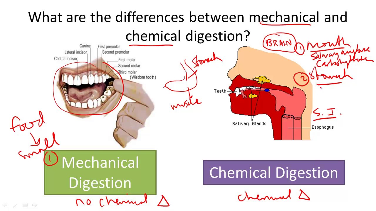 Mouth Digestion Process