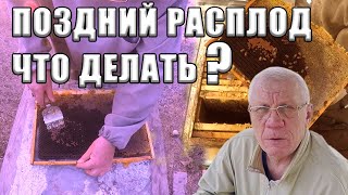 Пчеловод должен знать Поздний расплод и что мы делаем