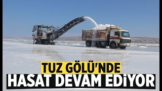 Tuz Gölü'nde hasat devam ediyor