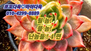 #쪼꼬다육#뜰놈,될놈,난놈들! 4탄 #succulent #多肉植物 #다육식물 #신상