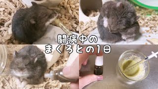 心臓病で闘病中のハムスターと過ごす1日🐹まくろ