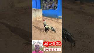 పర్ల జాతి కోడి ,🔥🔥 #funny #toptrending #viral #emotional #dance  #kodi