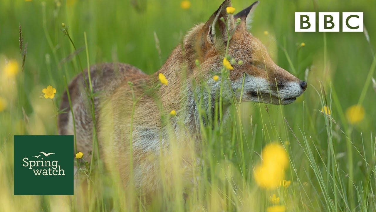 Our Spring Wildlife Webcams Live рџђ рџ љрџђї Thu 11 June Late Springwatch