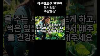 [JTV진전방송] 마산합포구 진전면 도시텃밭 여름배추심기