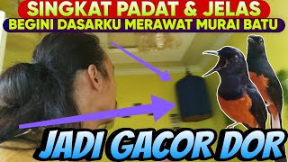 Singkat Padat & Jelas ‼️ BEGINI CARA MUDAHKU MERAWAT MURAI BATU JADI GACOR BONGKAR ISIAN