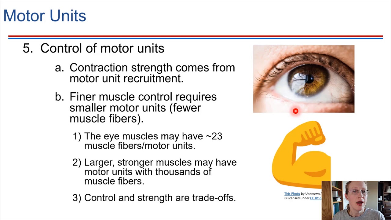 Motor Units And Summation - YouTube