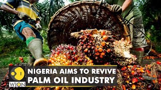 Nigerian government provides loans to farmers to revive Palm oil industry| Latest World English News