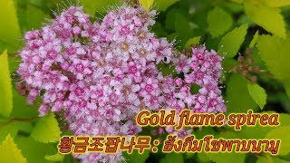 แรงงานไทยในเกาหลี|พามาดูดอกฮังกึมโชพาบนามู황금조팝나무|Gold flame spirea|