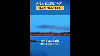 黄河入海口惊现鸟浪，宛若巨鲸漂浮天际，《逍遥游》照进现实。#science #birds #nature