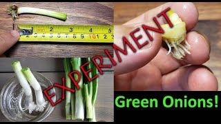 Regrowing Green Onions Experiment - How Small Can You Cut Them?