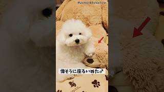 【ビションフリーゼ】正月早々偉そうに座っちゃう小心者のわんこ 【犬と猫、両方飼ってると毎日かわいい♥】