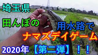 埼玉県の田んぼの用水路でナマズデイゲーム【第二弾】