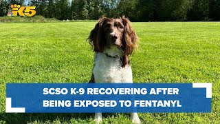 Snohomish County Sheriff's Department K-9 recovering after being exposed to fentanyl