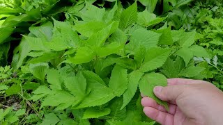 참나물-가장 맛있는 산나물!! 약효도 놀랍다~간기능 개선/ 암예방/ 고혈압/ 중풍/ 눈이 밝아진다