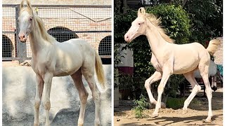 ਨੁਕਰਾ ਵਛੇਰਾ ਵਿਕਾਊ for sale nukhra colt  (99159-03550)