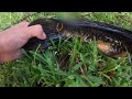 fishing for aggressive bullseye snakehead guarding fry balls 2023 south florida fishing trip