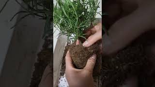 허브 로즈마리 건강하게 키우려면 이렇게 해보세요.Herb Rosemary: If you want to raise her healthy, try this.