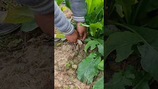 আমার বাগানবাড়ি ☘️ 🌴🌲 #viral #shortsfeed #shortvideo #trending #shorts  #garden