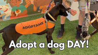 🐾 Dog Adoption Fair – Find Your New Best Friend! (full version)🐾