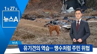 들개 떼 된 ‘유기견의 역습’…맹수처럼 주민 위협 | 뉴스A