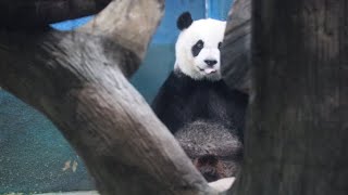 20220901 辛苦代班不給飯 圓仔等門等心酸(午餐) Giant Panda Yuan Zai