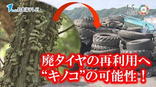 【再資源化】キノコが救世主！廃タイヤ再利用の可能性【1.5℃の約束】