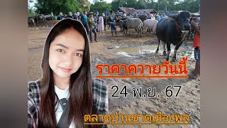 #ราคาควายล่าสุด 24 พ.ย.  67 ตลาดบ้านชาดเมืองพลขอนแก่น