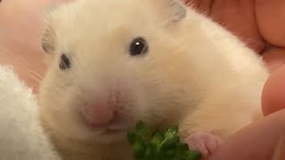 はじめてのブロッコリー🥦🐹キンクマ First time to eat broccoli