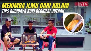 Kupas Tuntas Budidaya Ikan Mas Koki. Banyak Ilmunya! Cara Breeding \u0026 Tips Pelihara Buat Pemula