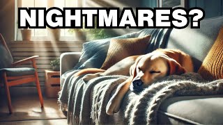 Can Dogs Have Nightmares Explained