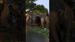 ඒ දෙන්නා එතන වෙනම බිස්නස් එකක්|Huge elephants together #shots