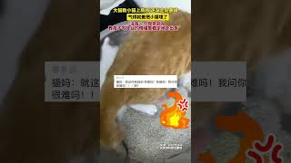 猫妈妈教小猫上厕所，情绪逐渐走向暴躁 #搞笑 #宠物生活 #cat