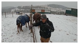 A SNOWY DAY WITH THE HORSES