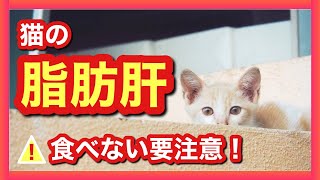 【猫の脂肪肝】猫の食欲不振には要注意！肝リピドーシスについて獣医師が解説！