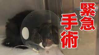 【緊急手術】猫の突然の手術〜入院まで