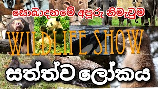 සොබාදහම හා සත්ව ලෝකය/ ANIMAL WORLD/2021