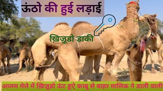 खीजूड़ो ऊटो कीहुई लड़ाई व्यापारी नें डाली वाली #खीजूड़ोऊट #camel #ऊट #safari #jaisalmerdesert #कल्चर