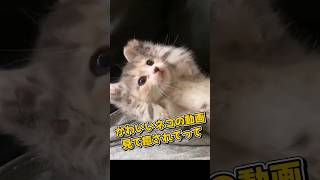 １分で癒やされるネコの動画5選#cat#cute#kitten#pets#猫#shorts