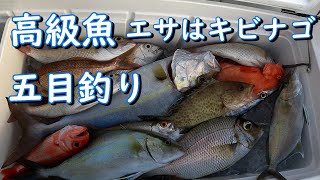 高級魚エサはキビナゴ五目釣り