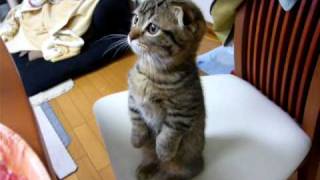 マンチカン(Munchkin)　耳折れ子猫　　タッチン１　(He like  ???)