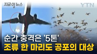 순간 충격은 '5톤급'…단 한 마리 조류도 감당할 수 없는 '공포의 파괴력' [지금이뉴스] / YTN