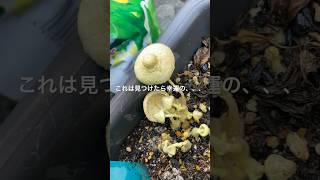 見つけたら幸運のキノコ🍄 #キノコ #家庭菜園 #shorts #コガネキヌカラカサダケ