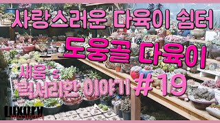 경기도 광주의 사랑스러운 다육이 쉼터 도웅골 다육이! 새움의 럭셔리한 다육이야기 19탄 #도웅골다육이 010-2669-9420