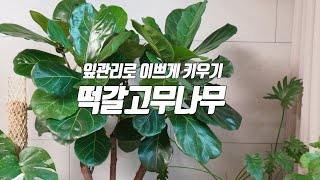 Oak Leaf Rubber Tree (Ficus lyrata) Leaf Management - Growing Well - Home Gardening