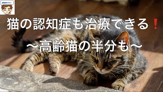 【獣医がおしえる】猫の認知症も治療できる❗〜高齢猫の半分が「認知症」に〜