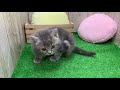 ペットショップ犬の家＆猫の里エアポートウォーク名古屋店　114815　ブリティッシュショートヘアー