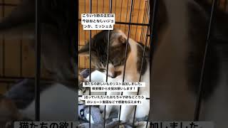 遊びすぎて檻に入れられた可愛い猫たち　#猫動画 #チャンネル登録お願いします #アルゴーチャンネル